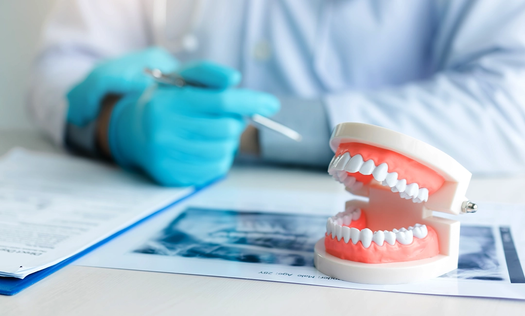 Dental assistant reviewing documents with model of teeth on desk